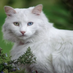 Ankara Kedisi Özellikleri ve Bakımı