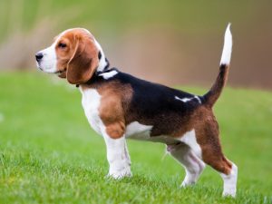 Beagle Köpek Irkı Özellikleri ve Bakımı