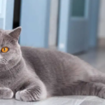 British Shorthair Özellikleri ve Bakımı