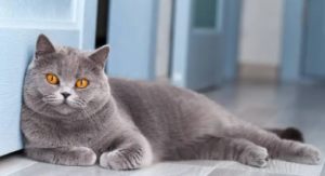 British Shorthair Özellikleri ve Bakımı