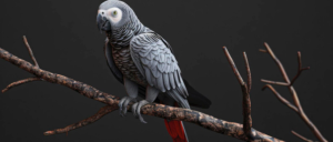 Jako Papağanı Özellikleri Bakımı ve Beslenmesi