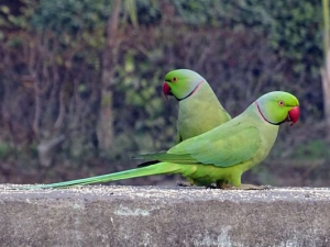 Pakistan Papağanı Özellikleri, Bakımı ve Beslenmesi