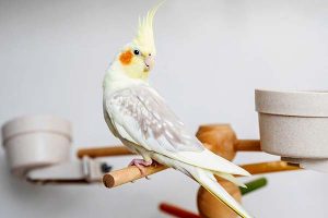 Sultan Papağanı Özellikleri, Bakımı ve Beslenmesi