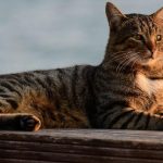 Tekir Kedi Özellikleri ve Bakımı