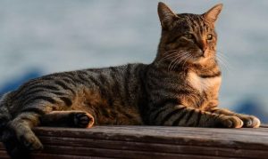 Tekir Kedi Özellikleri ve Bakımı