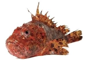 Dünyadaki En Zehirli Balık Hangisidir?