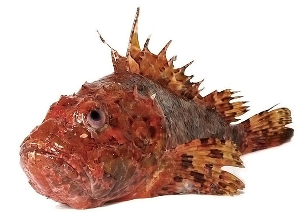 Dünyadaki En Zehirli Balık Hangisidir?