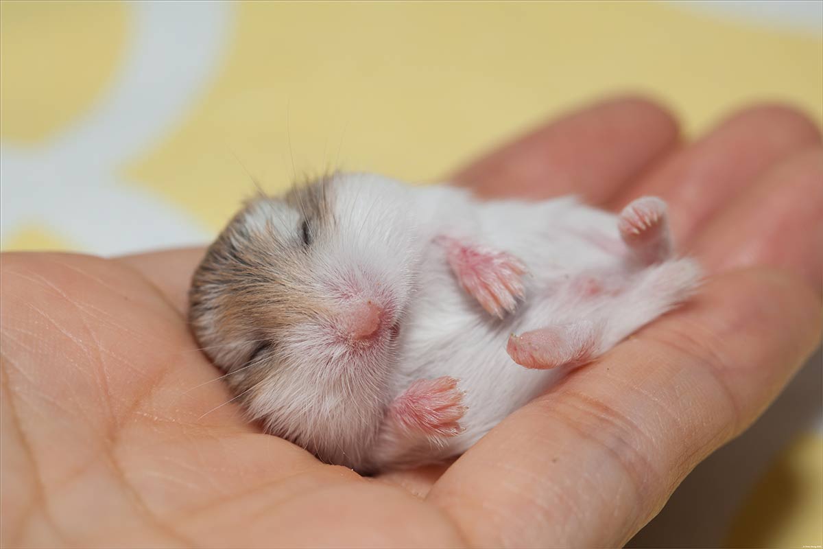 Hamster Türleri ve Özellikleri